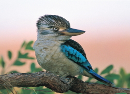 Gamburru