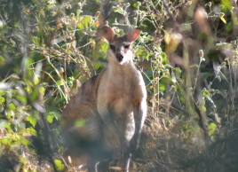 Wanyjirri