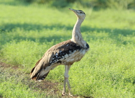 Galamurra