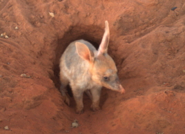 Nyalgu