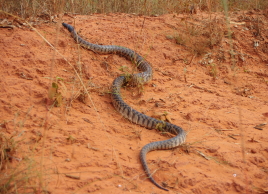 Buwunungu