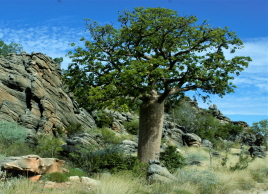 Larrgari