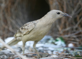 Juwijbani