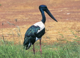 Jingirri