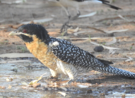 Juwag (Female)