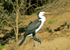 Gumama
