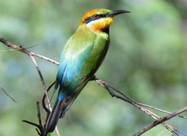 Birrin Birrin
