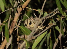 Savanna Glider